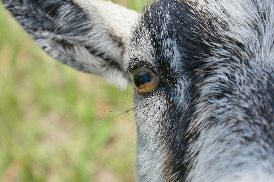 Goats Eye Photograph by Lynda Dawson-Youngclaus