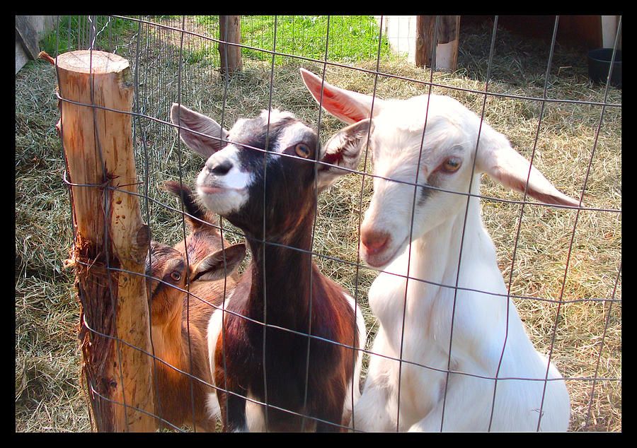 White Goat Photograph - Goats by Felipe Adan Lerma White Goat Photograph - Goats by Felipe Adan Lerma