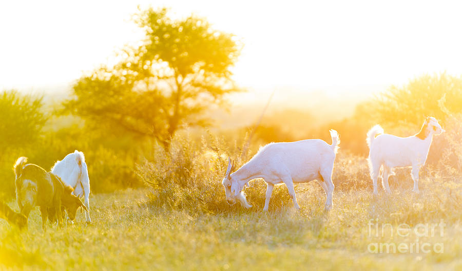 Goat Photograph - Goats Grazing at Sunset by THP Creative
