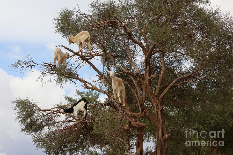 Goats in Argan Tree Eat Nuts Kernels make Argan Oil  Photograph by Chuck Kuhn