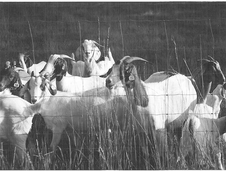 Goats in Black and White Photograph by Ali Baucom