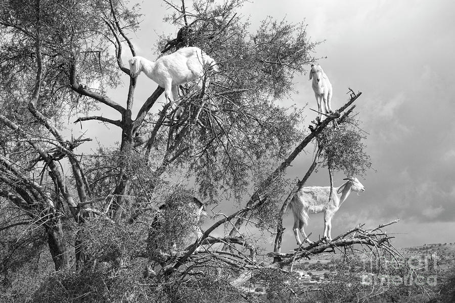 Goats in Tree BW Photograph by Chuck Kuhn