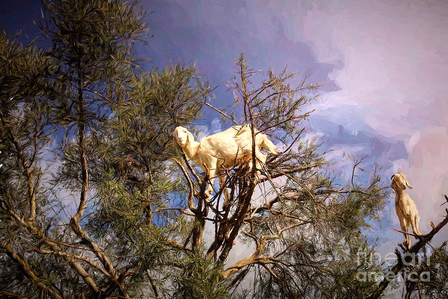 Goats in Tree Morocco  Photograph by Chuck Kuhn
