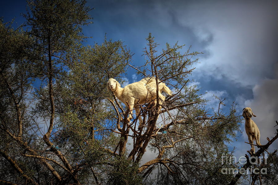 Goats in Trees Argan Oil Skin 1 of 5 Photograph by Chuck Kuhn