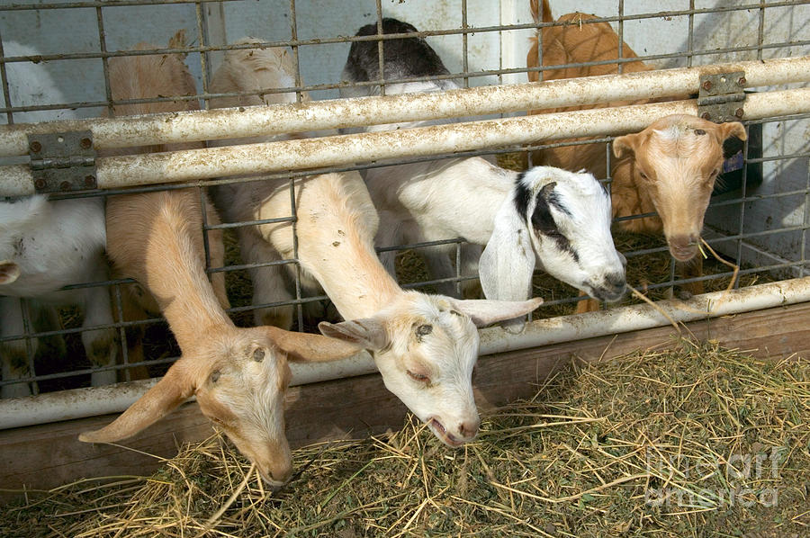 Goats Photograph by Inga Spence