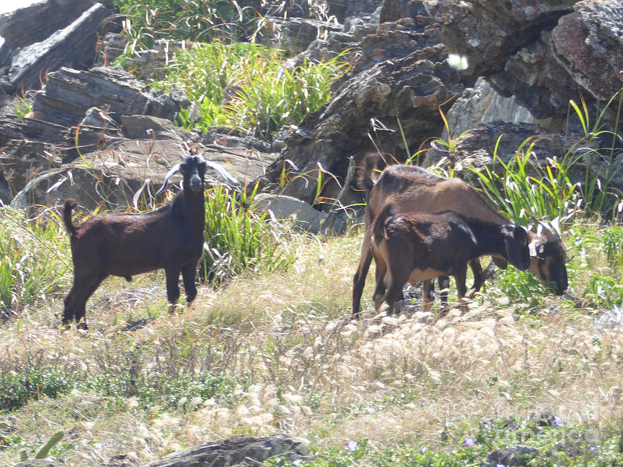 Caribbean wild goats Photograph by Margaret Brooks