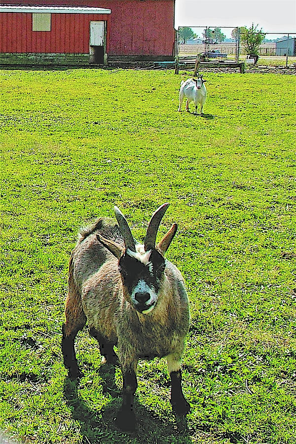 Goats on Farm near New Lisbon, Indiana Photograph by Ruth Hager