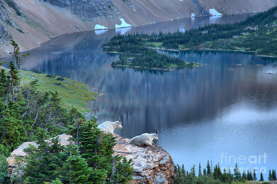 Glacier National Park Photograph - Goats Over Hidden Lake by Adam Jewell
