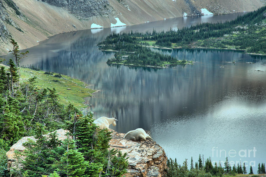 Glacier National Park Photograph - Goats Overlooking Hidden Lake by Adam Jewell