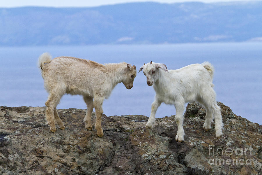 Goats Playing On A Rock Photograph by Jean-Louis Klein & Marie-Luce Hubert