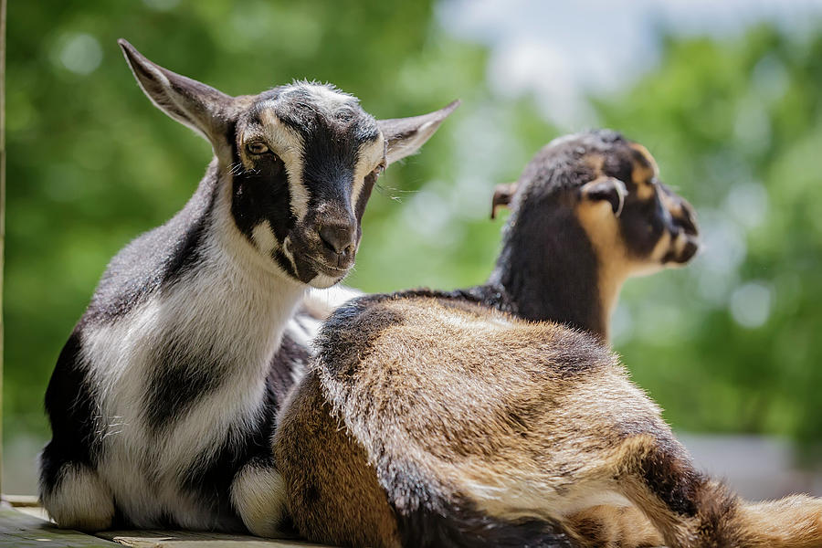 Goats Relaxing Photograph by Glenn Woodell