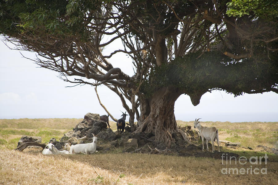 Goats Under Tree Photograph by Inga Spence