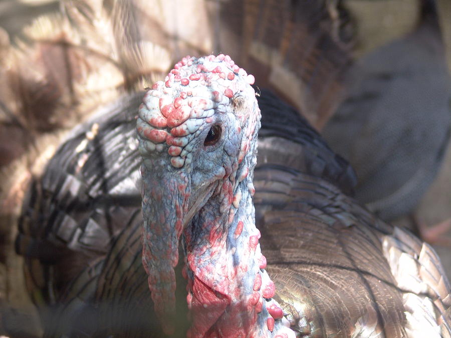 Gobble Gobble Photograph by Florene Welebny