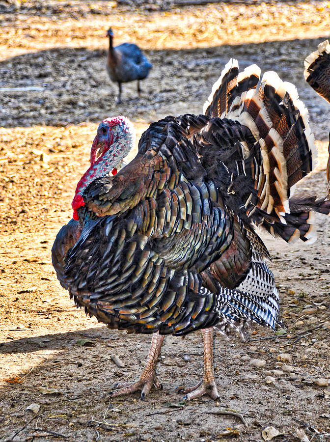 Gobble Gobble Photograph by Linda Brown