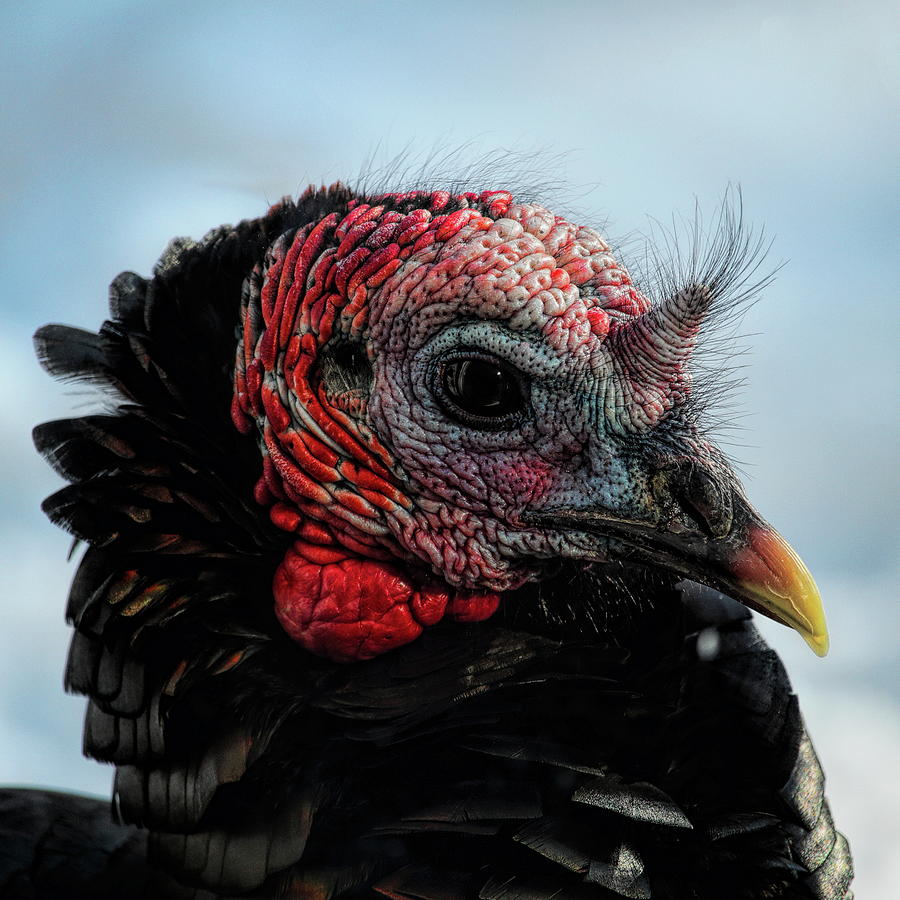 Gobbler Stare Down Photograph by Dale Kauzlaric