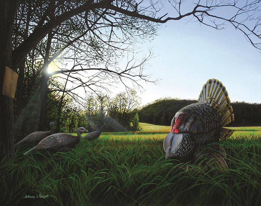 Gobblers Morning Dance Painting by Anthony J Padgett