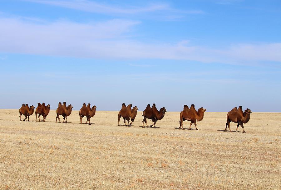 Gobi Camels Photograph by Diane Height