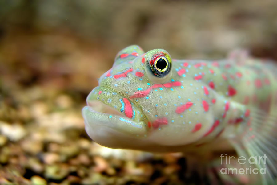 Pink Spotted Watchman Goby Photograph by Joerg Lingnau