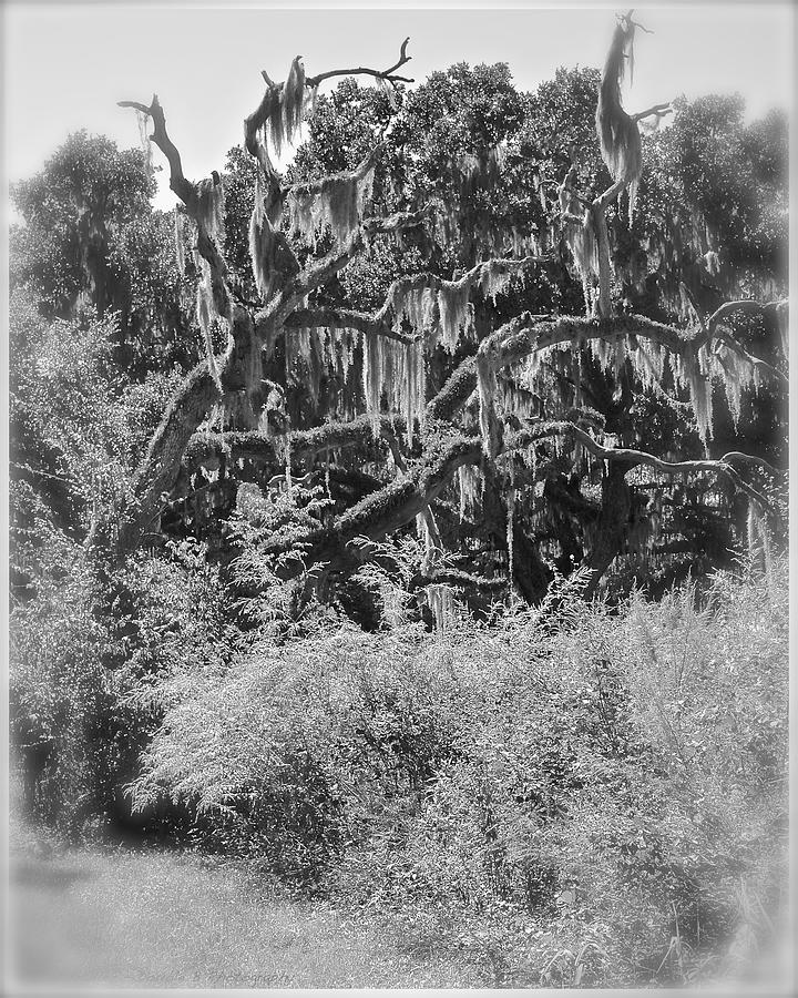 Nature Photograph - Goblin Tree by Carol  Bradley