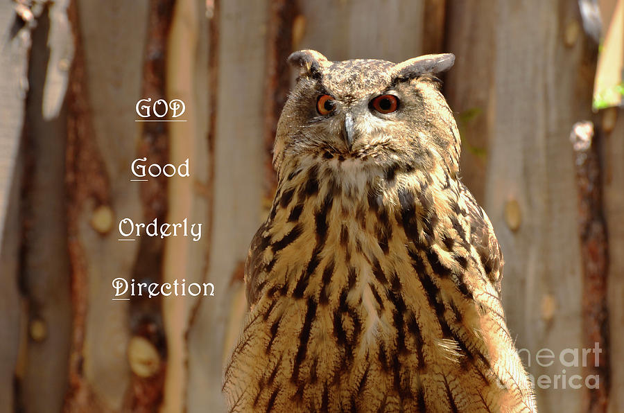 God Equals Owl Photograph by Debby Pueschel