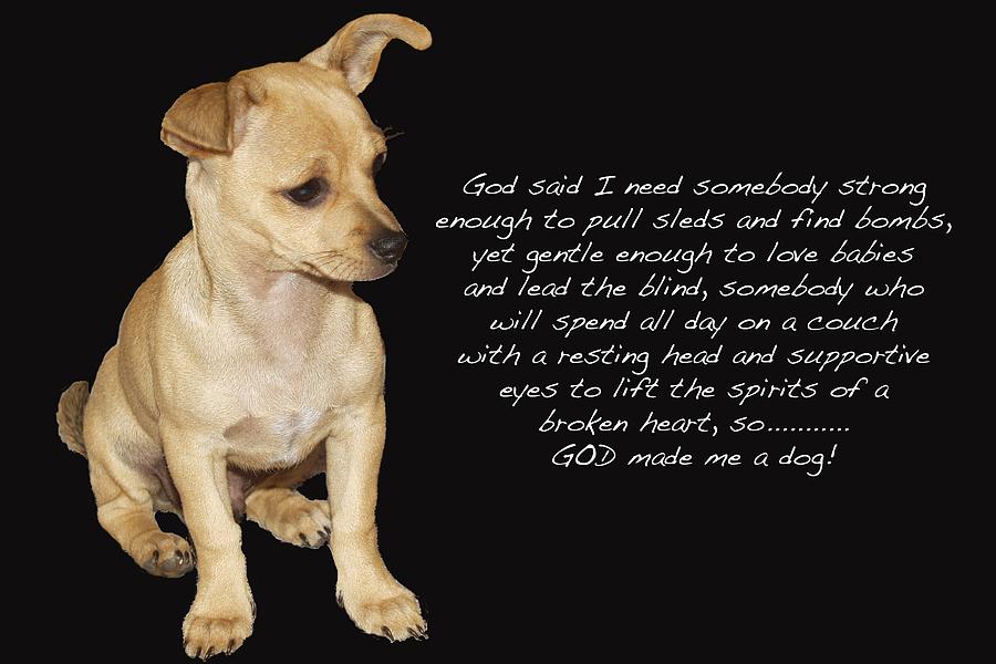 what god says about dogs