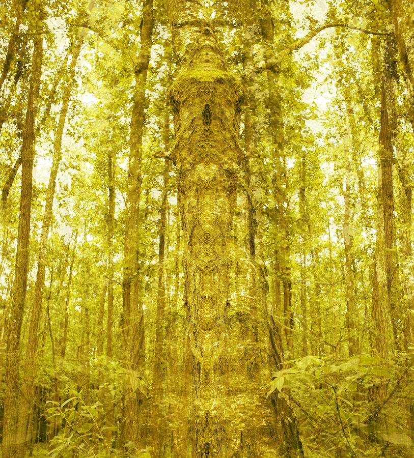 God Of Trees Photograph