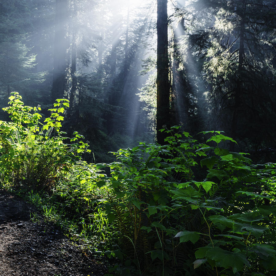 God Rays at Redwood National Park Photograph by Vishwanath Bhat
