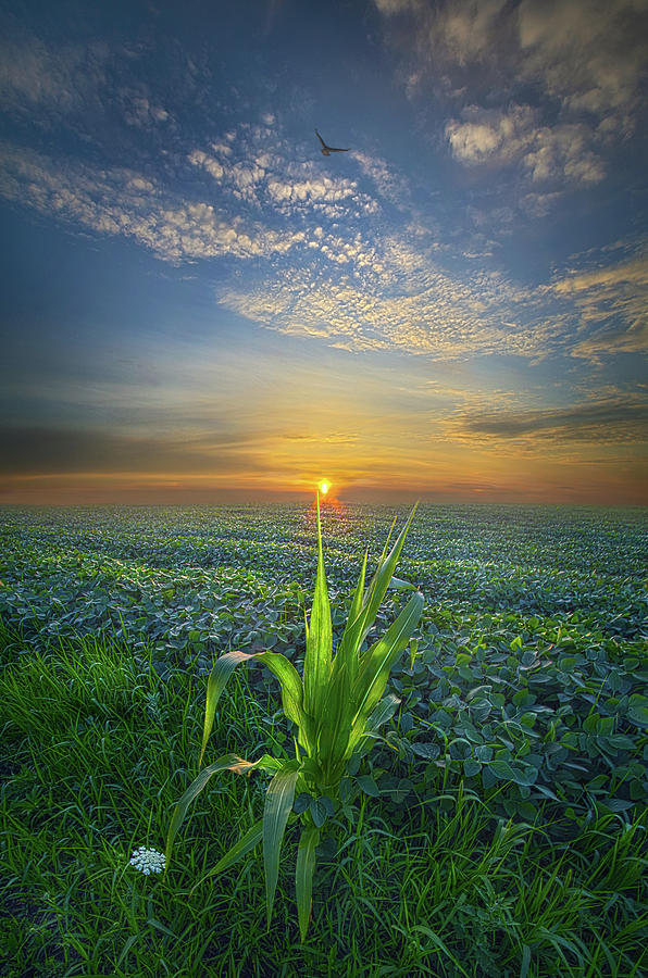 God Speed Photograph by Phil Koch