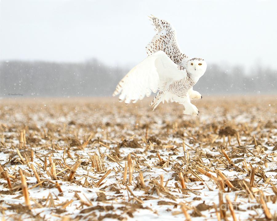 Goddess of the snowy fields Photograph by Heather King