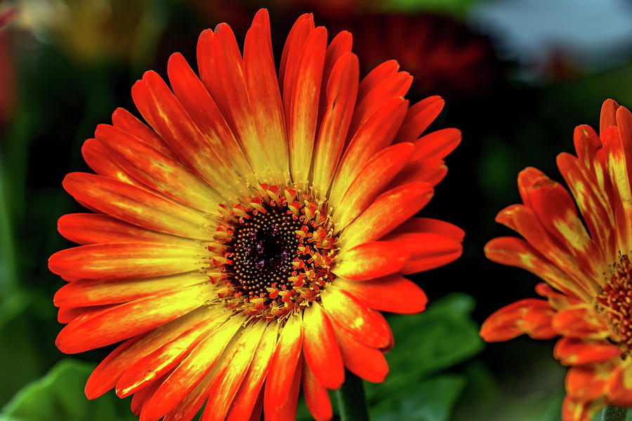 Goddess of the Sun Photograph by Howard Roberts | Fine Art America