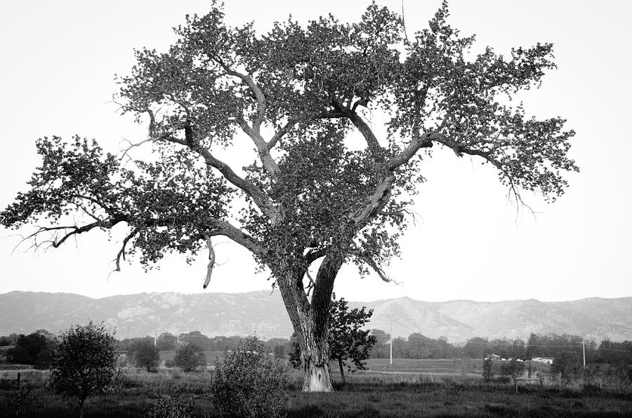 Tree Photograph - Goddess Tree 4 by Matthew Angelo