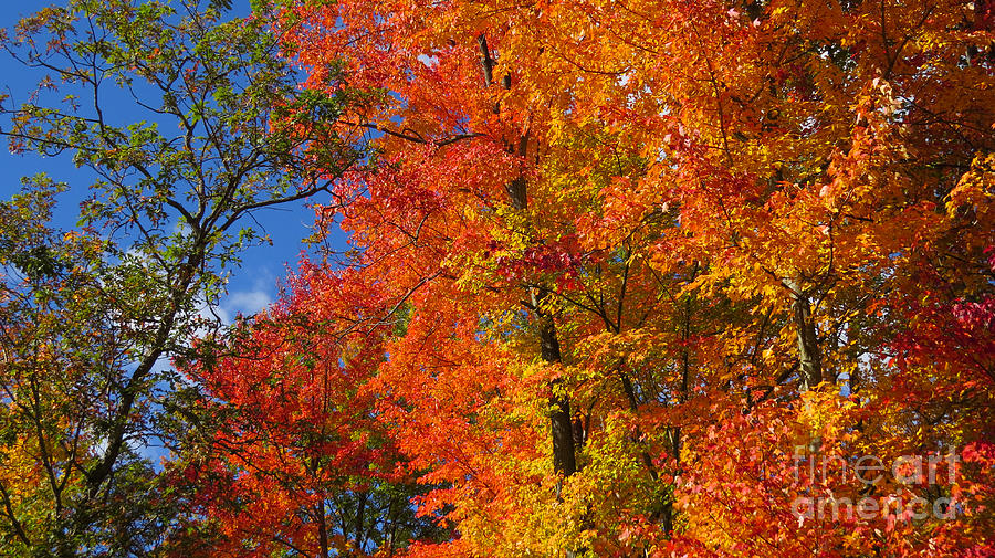 Gods Autumn Paint Brush Photograph