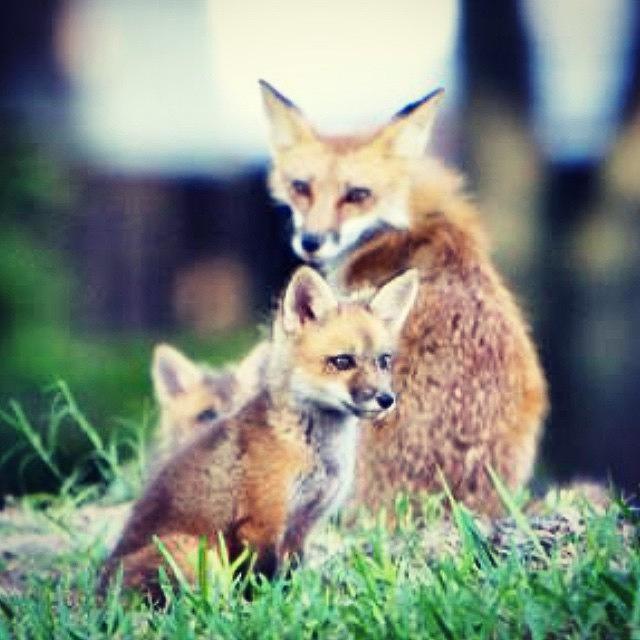 Nature Photograph - Gods Beautiful Creation #fox by Joan McCool