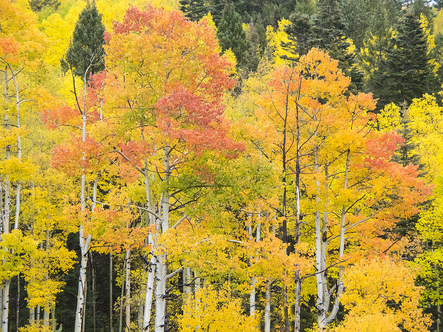 Gods Colors Photograph by Dan Leffel | Fine Art America