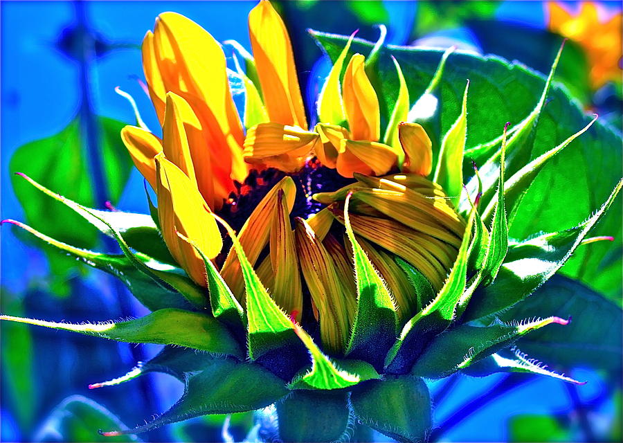 Sunflower Photograph - Gods Creation by Gwyn Newcombe