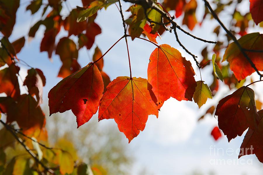 Fall Photograph - Gods Everywhere by Robert Pearson