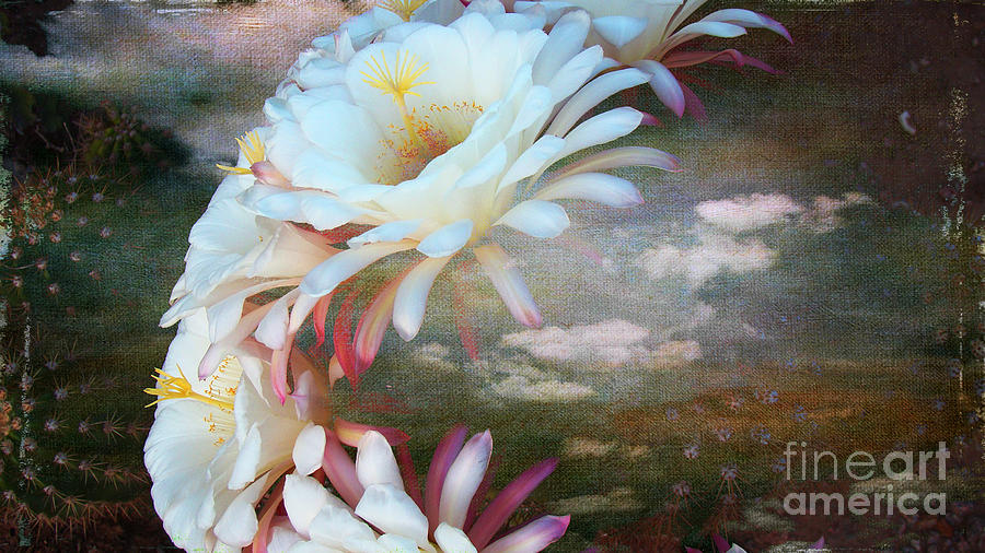 Flower Mixed Media - Gods Glory on Canvas by Beverly Guilliams