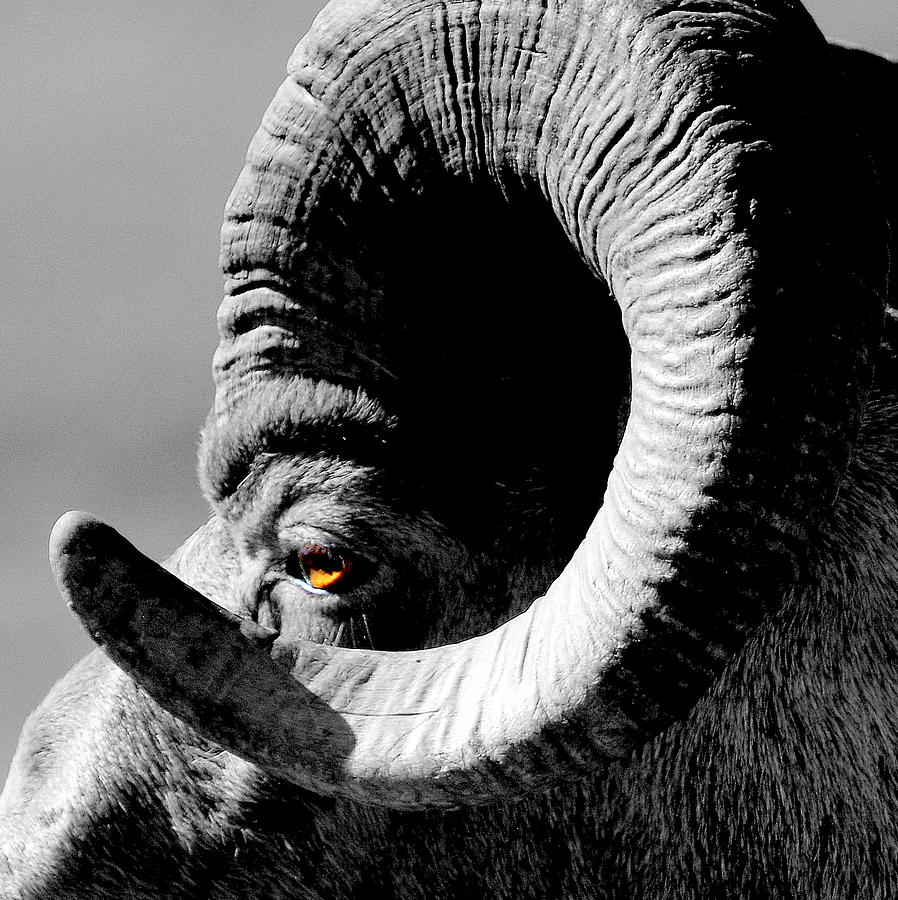 GODs Ram.. Photograph by Al Swasey