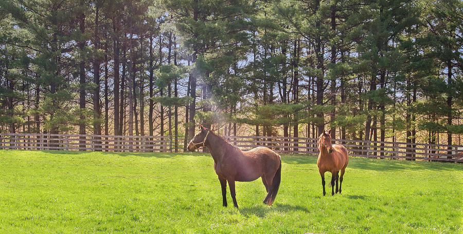 God's Spotlight on Majestic Horse by Garvin Hunter God's Spotlight on Majestic Horse by Garvin Hunter