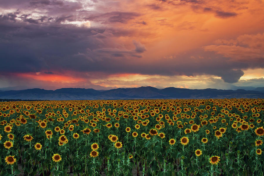 Gods Sunflower Sky Photograph by John De Bord