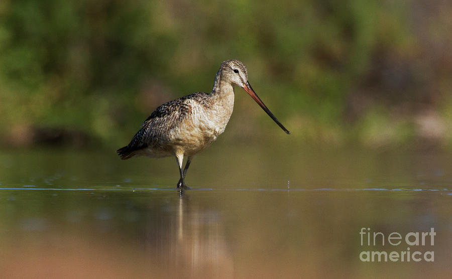 Godwit in the ponds Photograph by Ruth Jolly