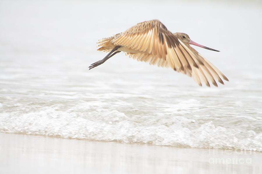 Nature Photograph - Godwit over the Ocean by Ruth Jolly