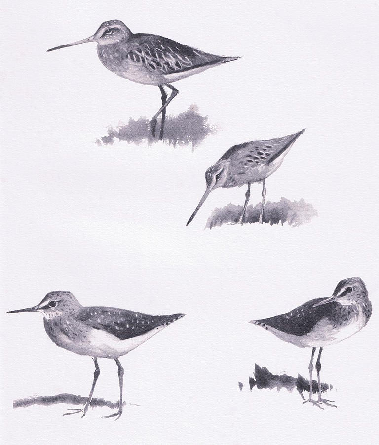 Godwits and Green Sandpipers Drawing by Archibald Thorburn