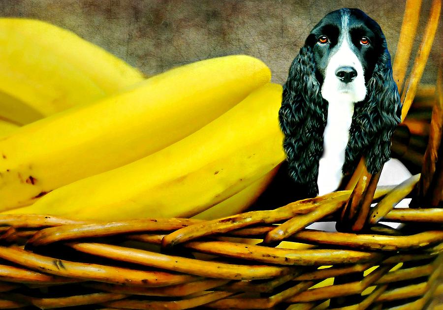Goin Bananas Photograph by Diana Angstadt