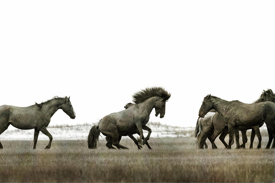 Wild Horse Photograph - Going after the competition by Dan Friend
