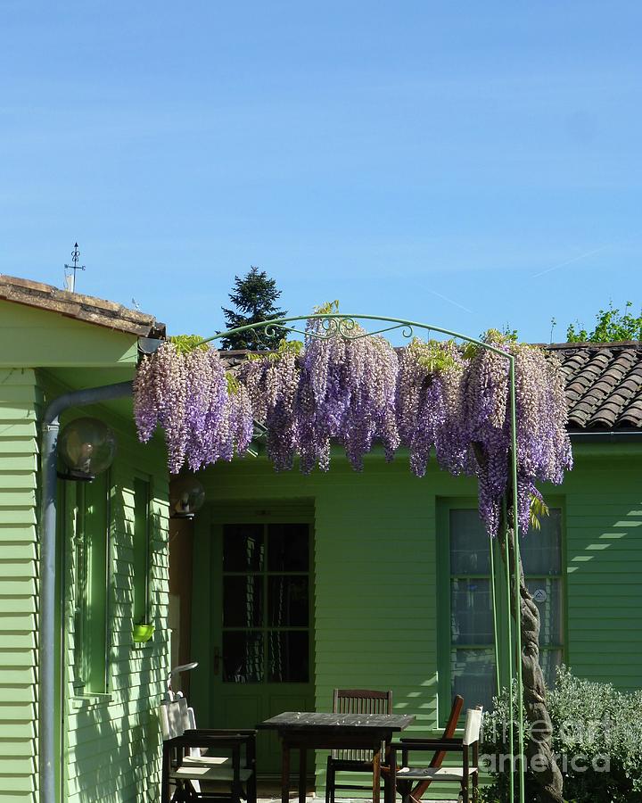 Going Green with Wisteria Photograph by Barbie Corbett-Newmin