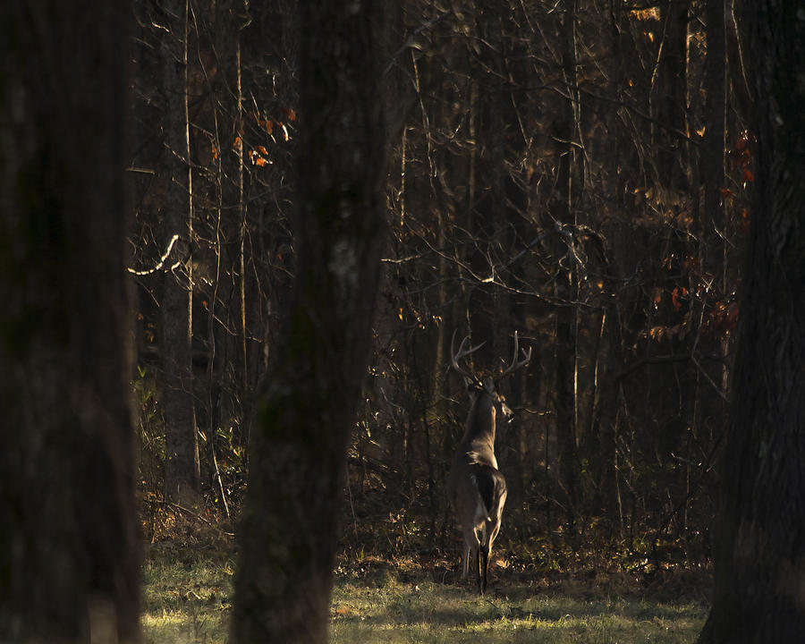 Going into Hiding Photograph by Pamela Peters