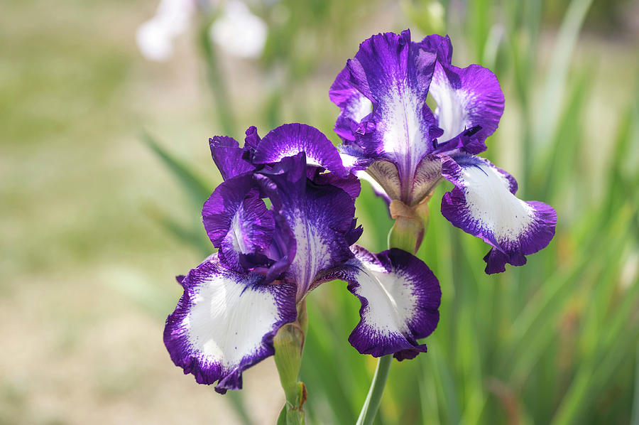 Going My Way. The Beauty of Irises Photograph by Jenny Rainbow