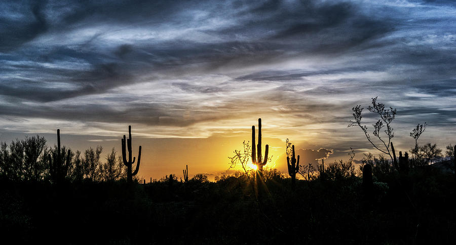 Gold and Blue Saguaro Sunset  Photograph by Saija Lehtonen