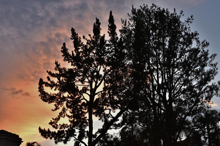 Gold and Blue Sunset Tree Silhouette IV Photograph by Linda Brody